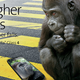 Illustration for article titled Next-Gen Gorilla Glass Wants to Save Your Phone From Fateful Drops